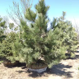 NORWAY RED PINE 9'