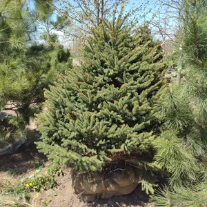 BLACK HILL SPRUCE 5'