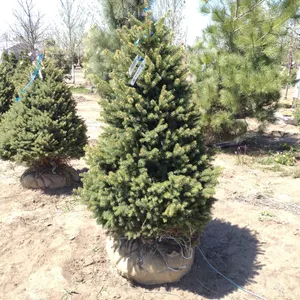BLACK HILL SPRUCE 5'