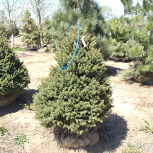 BLACK HILL SPRUCE 5'