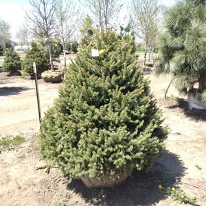BLACK HILL SPRUCE 4'