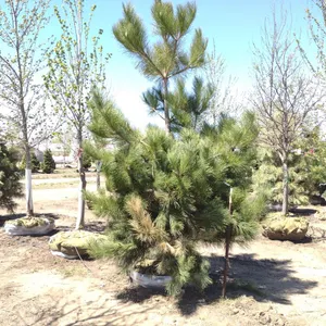 NORWAY RED PINE 10'
