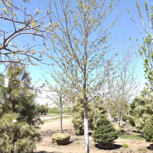 SIENNA GLEN MAPLE 4"