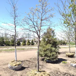 SWAMP WHITE OAK 3.5"