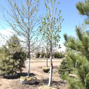BOULEVARD LINDEN 4"