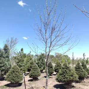 IMPERIAL HONEYLOCUST 3.5"