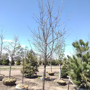 NORTHERN ACLAIM HONEYLOCUST 3.5"