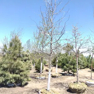 NORTHERN RED OAK 3.5"