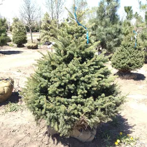 BLACK HILL SPRUCE 5'