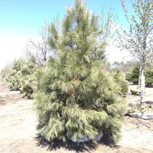 PONDEROSA PINE 9'