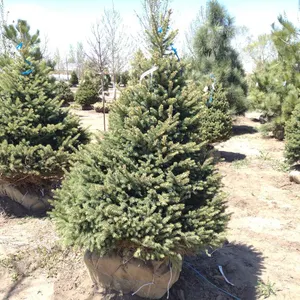 BLACK HILL SPRUCE 5'