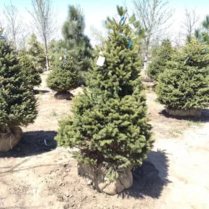 BLACK HILL SPRUCE 5'