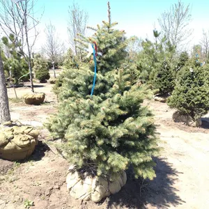 COLORADO BLUE SPRUCE 5'