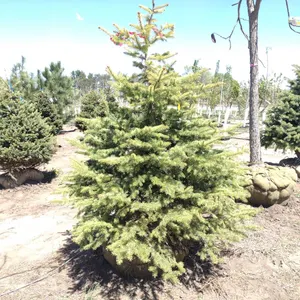 COLORADO BLUE SPRUCE 6'
