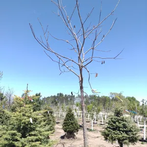KENTUCKY COFFEETREE 4"