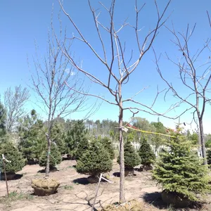KENTUCKY COFFEETREE 3.5"