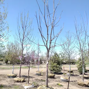 KENTUCKY COFFEETREE 4"