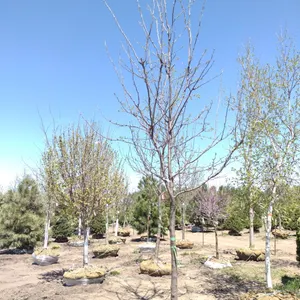 SKYLINE HONEYLOCUST 3.5"
