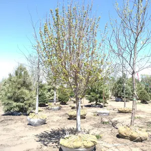 BRANDYWINE RED MAPLE 4"