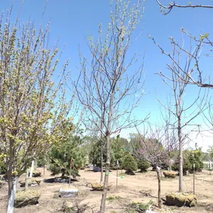 SKYLINE HONEYLOCUST 3.5"
