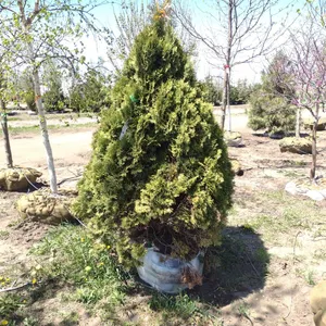 HULMSTRUP ARBORVITAE 6'