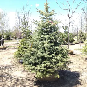 COLORADO BLUE SPRUCE 7'