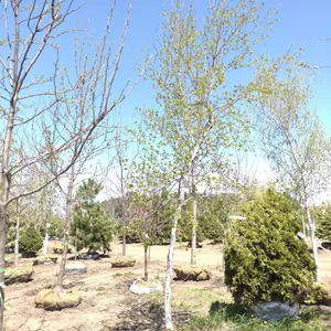 WHITE SPIRE BIRCH 3"
