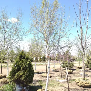 WHITE SPIRE BIRCH 3"