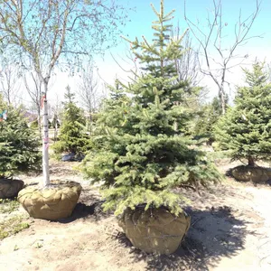 COLORADO BLUE SPRUCE 5'