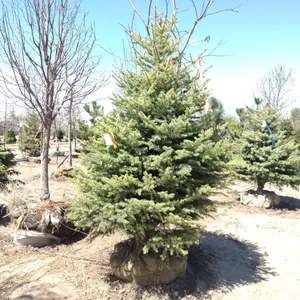 COLORADO BLUE SPRUCE 7'