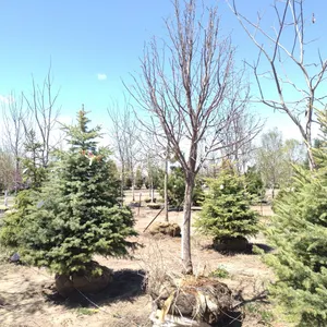 HARVEST GOLD LINDEN 3.5"