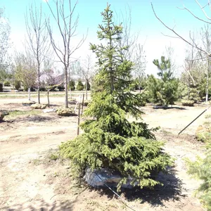BLACK HILL SPRUCE 7'