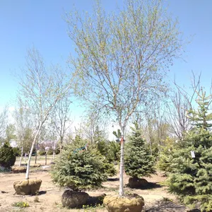 WHITE SPRUCE BIRCH 3"