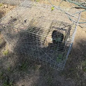 Live cage 30 L x 22W x 21 T