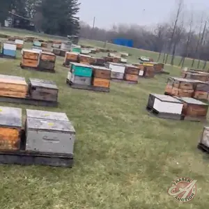 Single Brood Colony (HIVE #265 - 288)