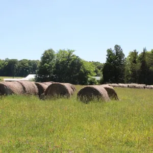 Approximately 100 Round Bales, Loader Available