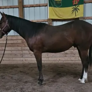 TOUCH OF CLASS PROSPECT & SADDLE HORSE SALE