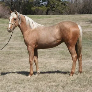 SUPER FANCY GIRL 2025 AQHA PALOMINO FILLY
