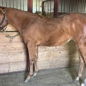 OUT OF SALE - VET SCRATCH