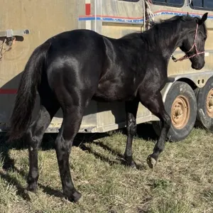 LLW SKIP THE CASH 2025 AQHA BLACK STALLION