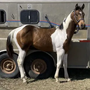 LLW FORMAL TWISTER 2025 APHA BUCKSKIN TOB STALLION