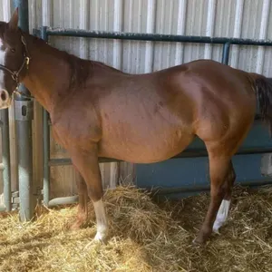 ROSE 2014 GRADE CHESTNUT MARE