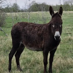 SMARTY & SKITTLES 2022 BLACK JENNY DONKEYS