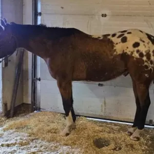HES SIMPLY EYE CATCHING 2019 ApHC APP GELDING