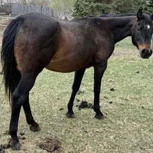 RHM ACE O SPADE 2009 AQHA BAY MARE