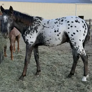 LEAKY G TIGER KING 2025 ApHC APP STALLION