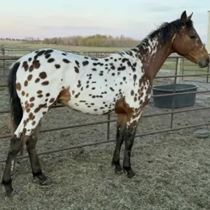 LEAKY G CONTINENTAL RAIN 2025 ApHC APP STALLION