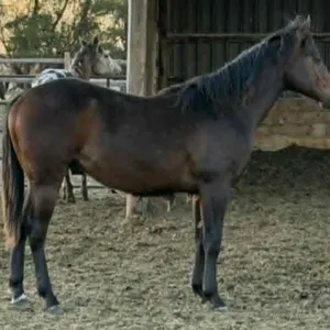 DF ONE TIME WHISKEY 2025 AQHA BAY STALLION