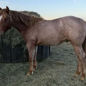 DF GENUINE PEPTO 2025 AQHA RED ROAN STALLION