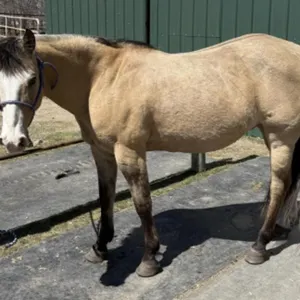 PIP 2014 GRADE BUCKSKIN GELDING